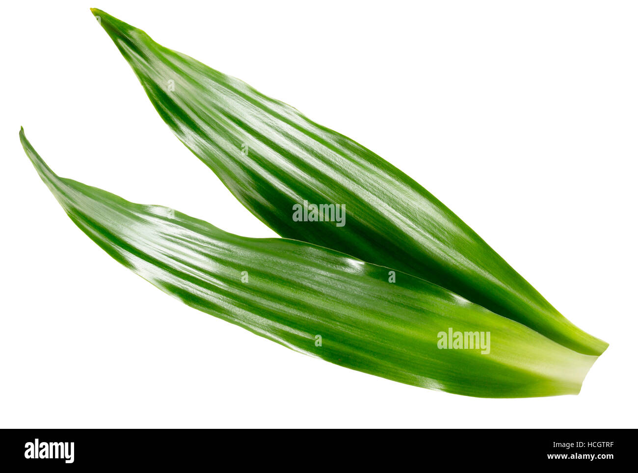 long green leaves isolated on the white background. Stock Photo