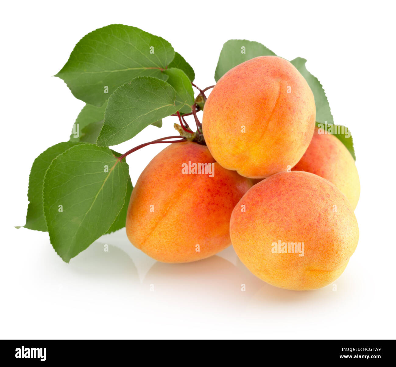 apricots isolated on the white background Stock Photo - Alamy