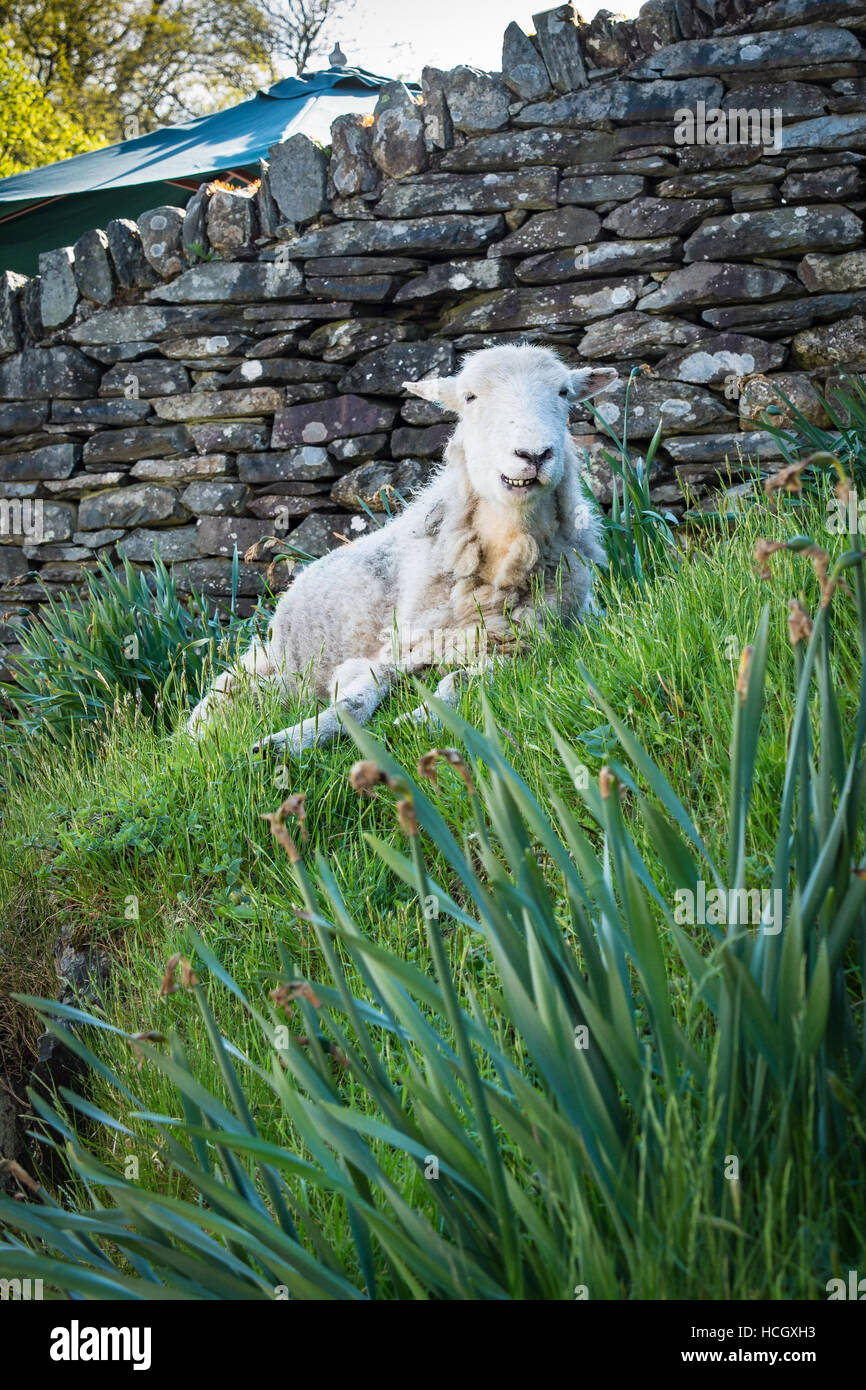 Sheep gives a lopsided grin Stock Photo