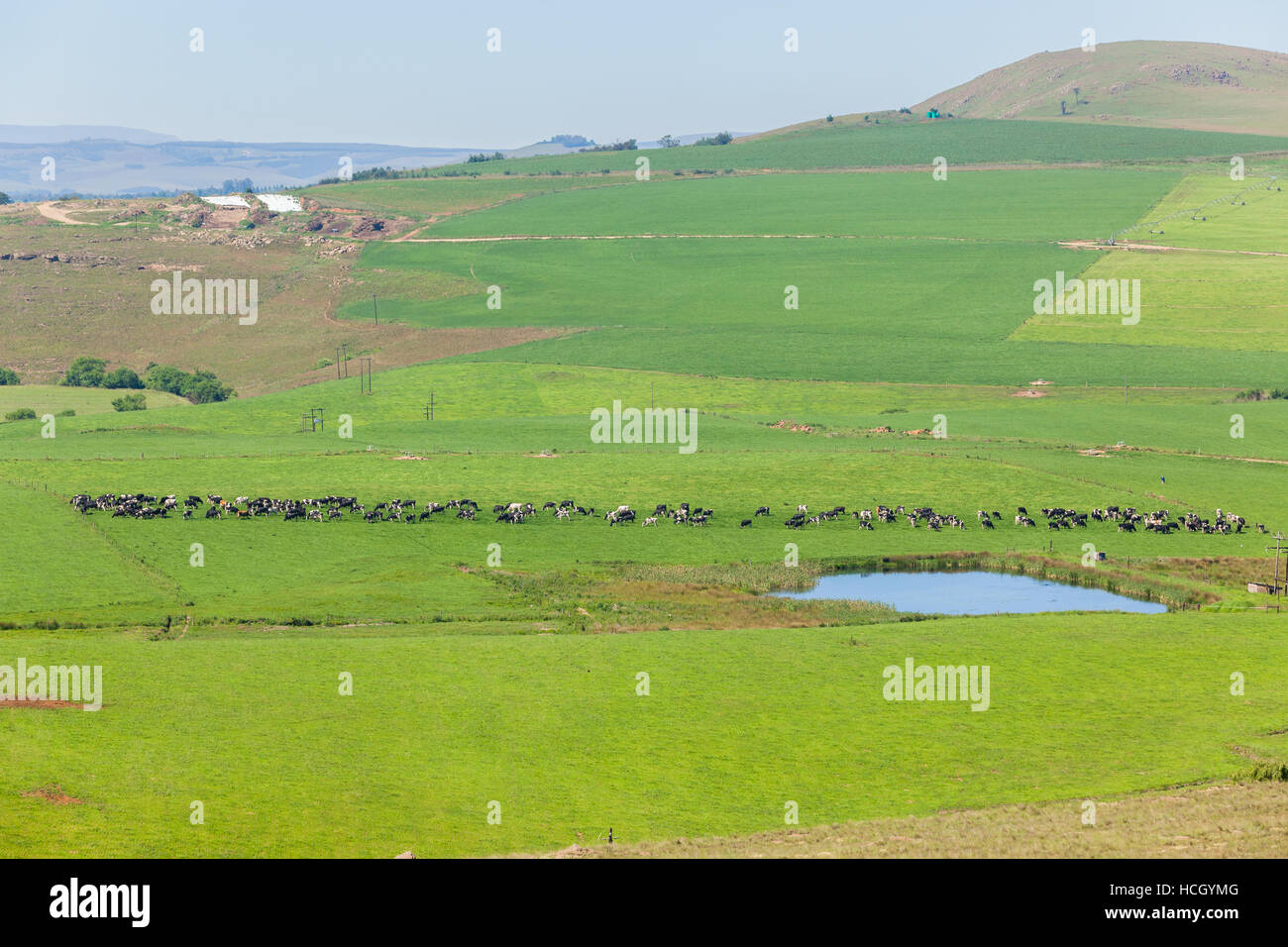 Dairy farming friesland cow animals  closeup photo in summer green mountain pastures. Stock Photo