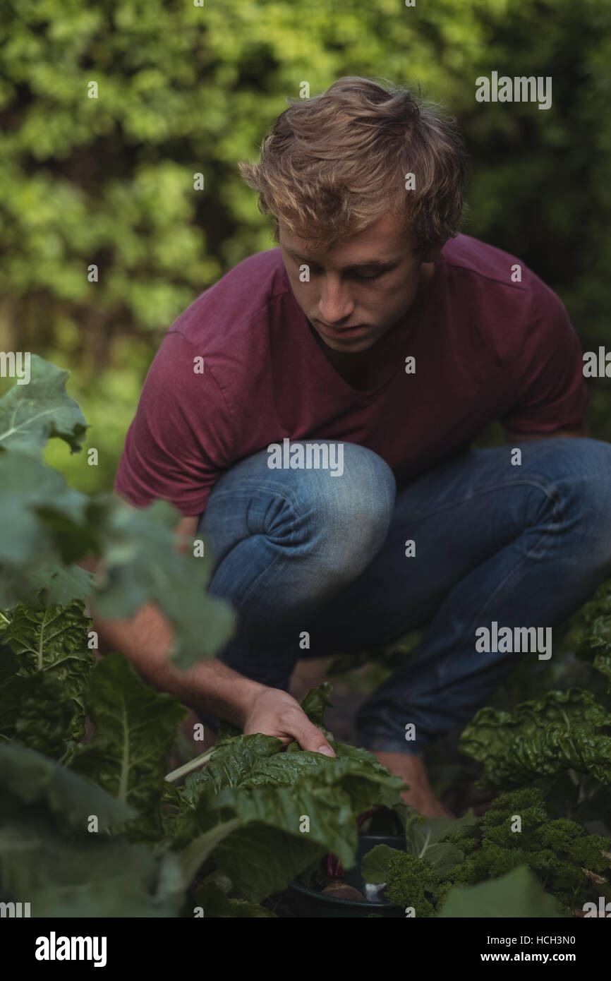 Man cutting lettuce leaves from plant Stock Photo