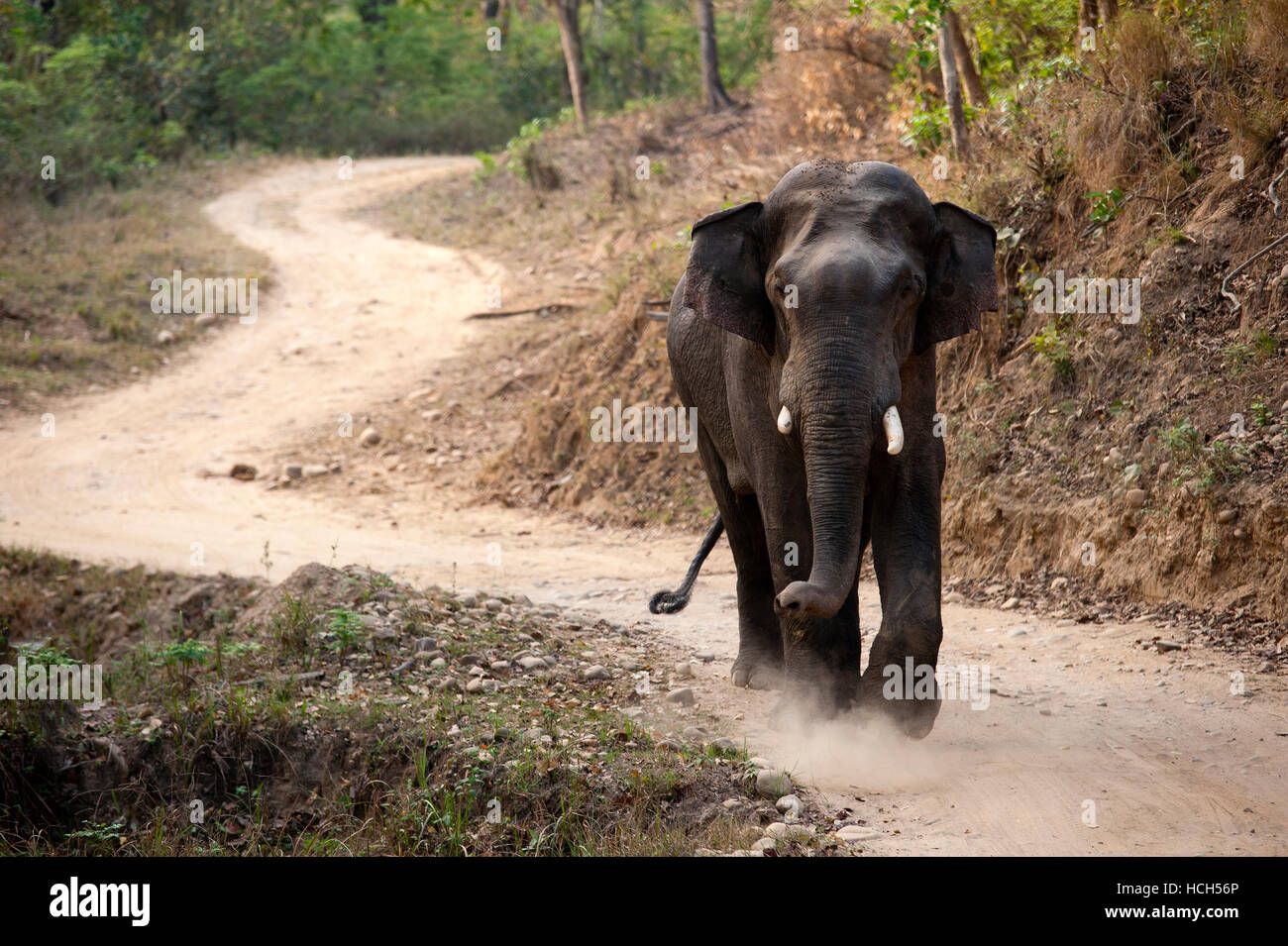 Solitary Indian elephant at Corbett National Park, Uttarakhand, India Stock Photo