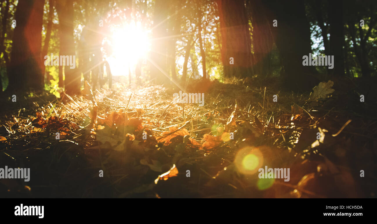 Sunlight through trees Stock Photo Alamy