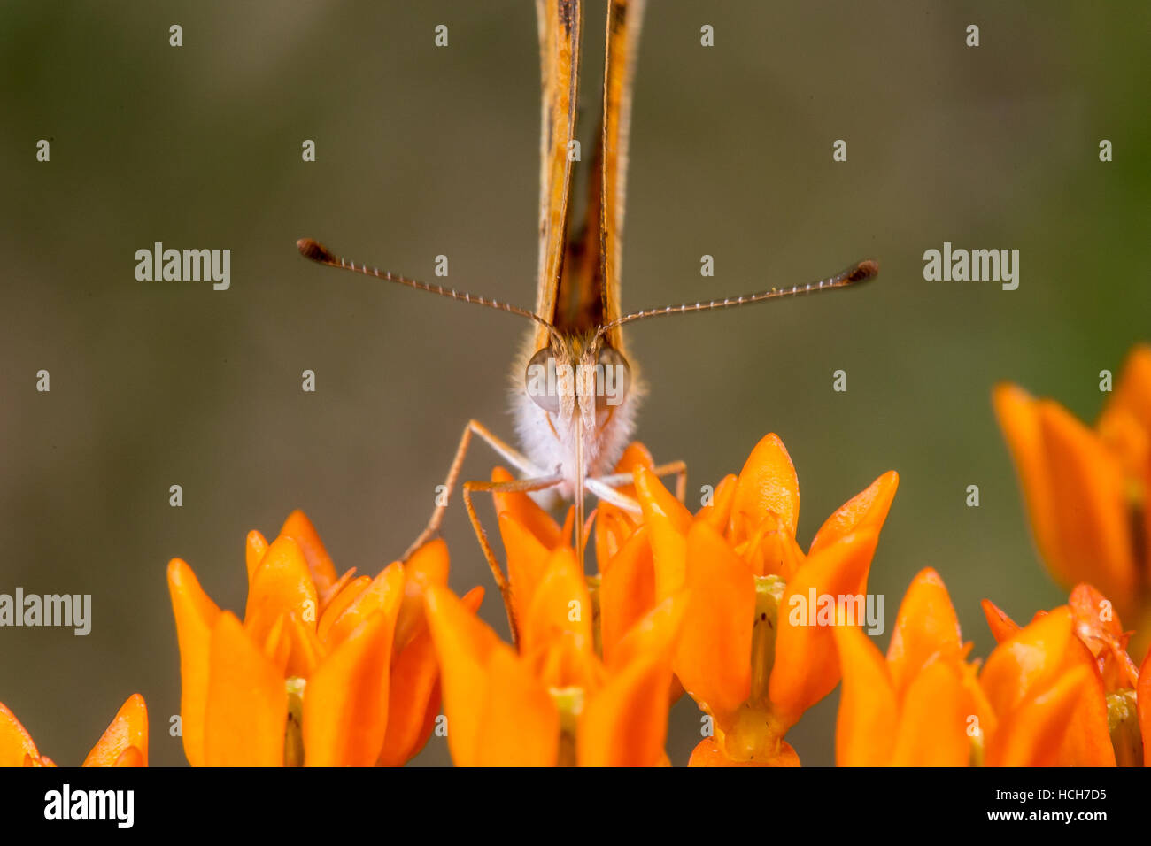 Pearl Crescent butterfly drinking from a Butterfly Weed flower facing camera with wings fully closed Stock Photo