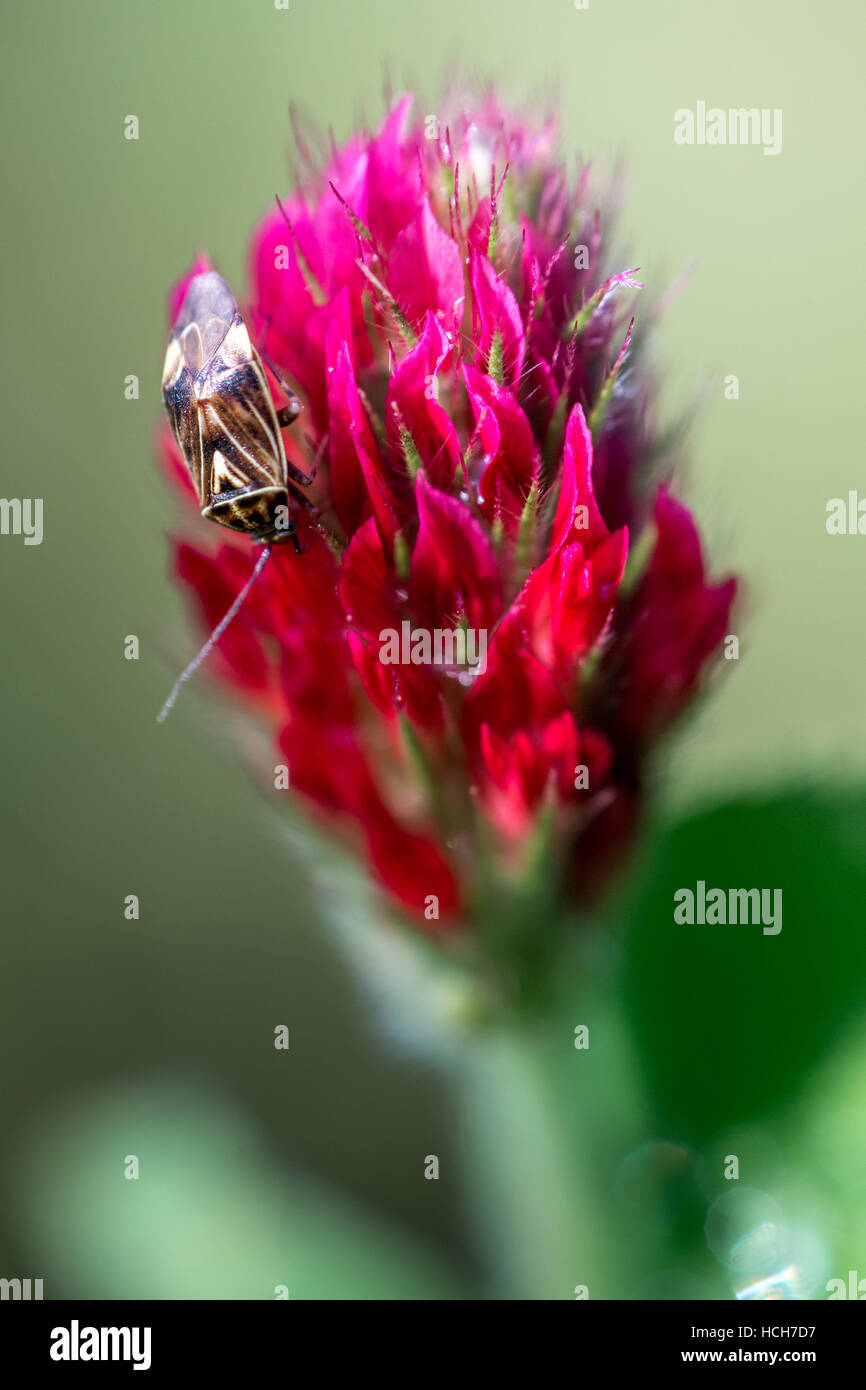 Tan, brown, and black bug on a red and pink Crimson Clover bloom Stock Photo