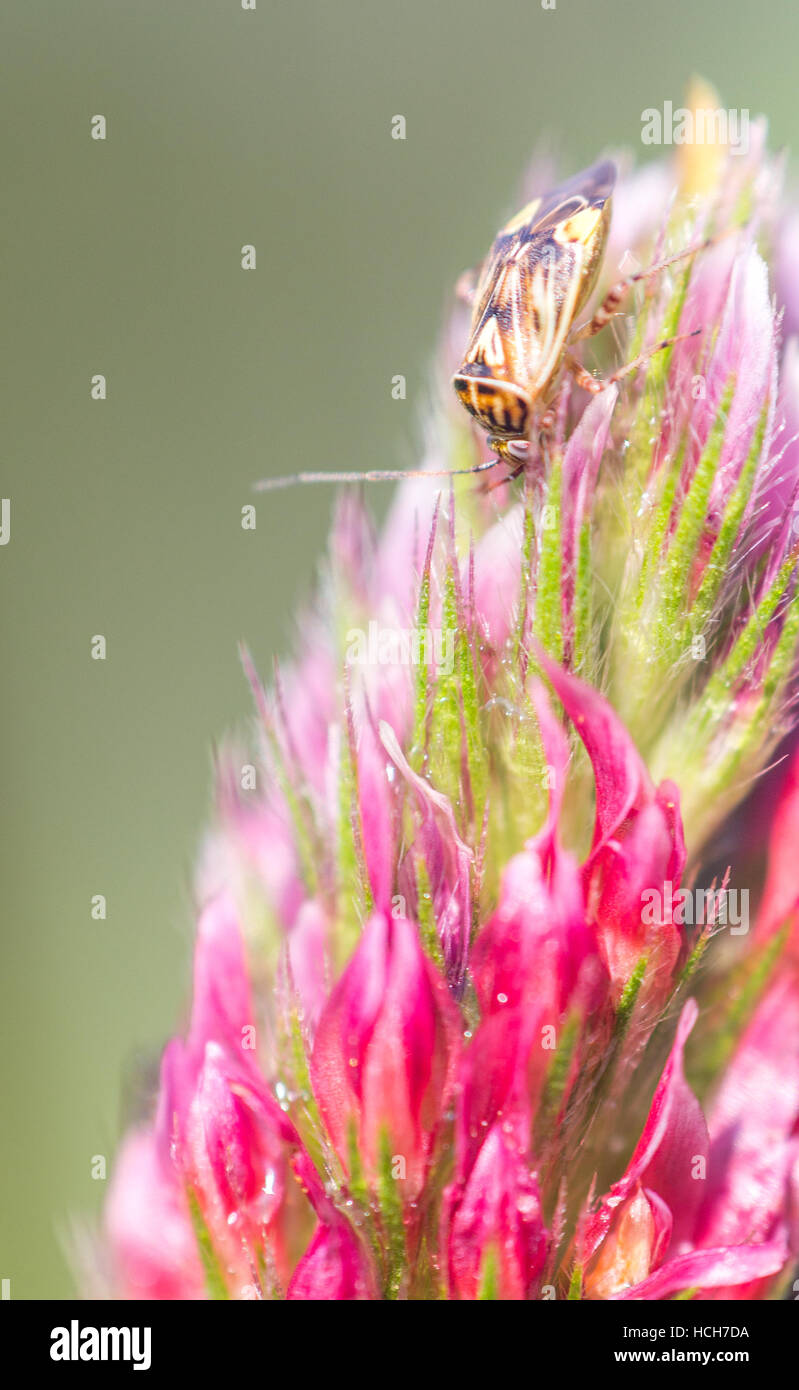 Tan, brown, and black bug on a red and pink Crimson Clover bloom Stock Photo