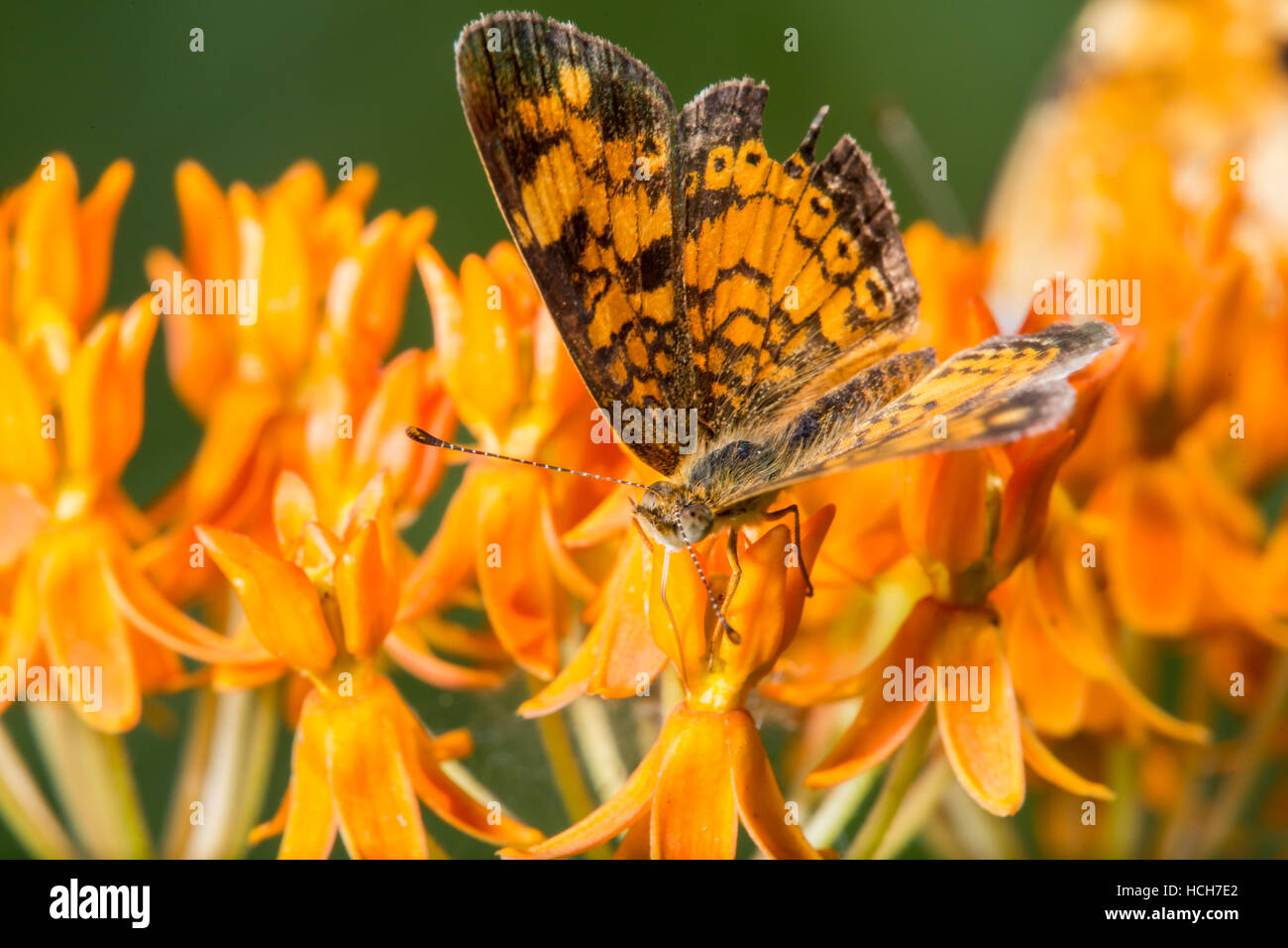 Top view of Pearl Crescent butterfly drinking from a Butterfly Weed flower Stock Photo