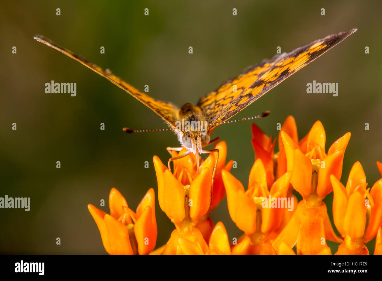 Pearl Crescent butterfly drinking from a Butterfly Weed flower facing camera with wings mostly open Stock Photo