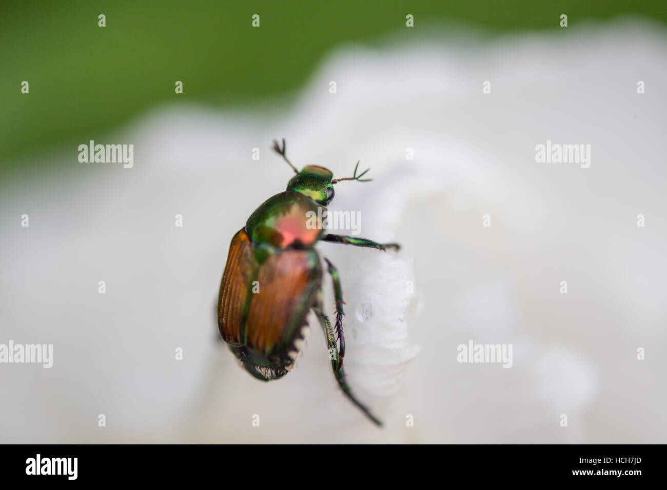 Japanese beetle hires stock photography and images Alamy