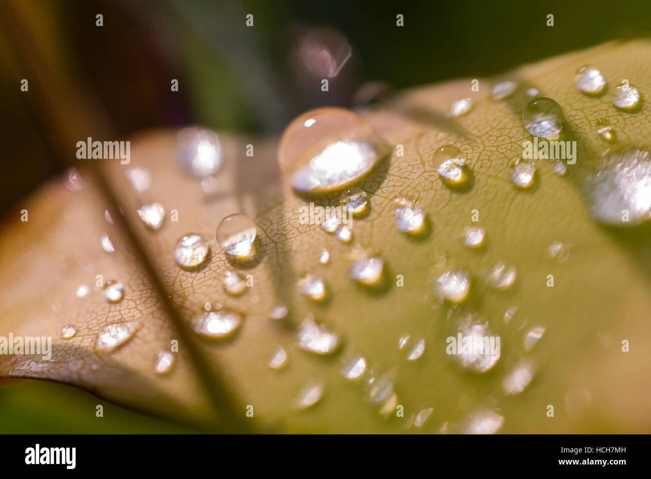 Water drops on a leaf showing refracted light and vein patterns Stock Photo