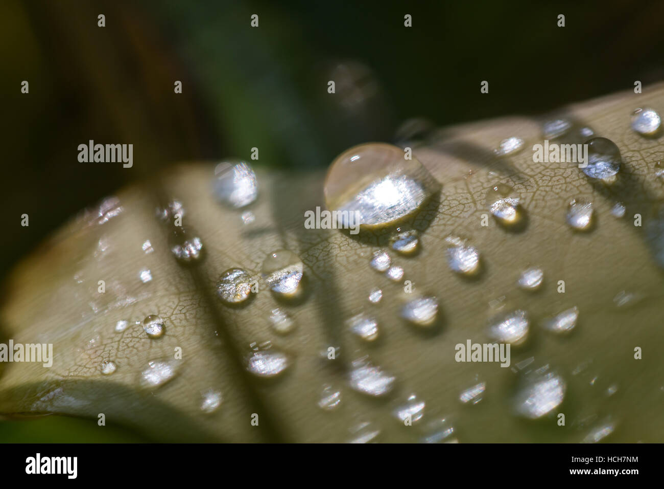 Water drops on a leaf showing refracted light and vein patterns Stock Photo