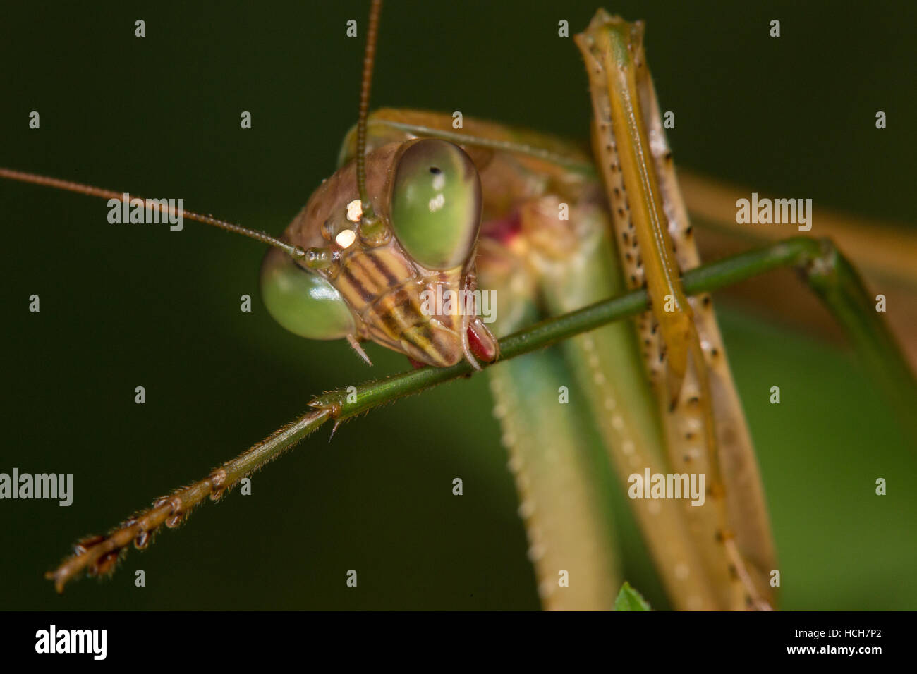 Close up view of a praying mantis cleaning a hindleg Stock Photo