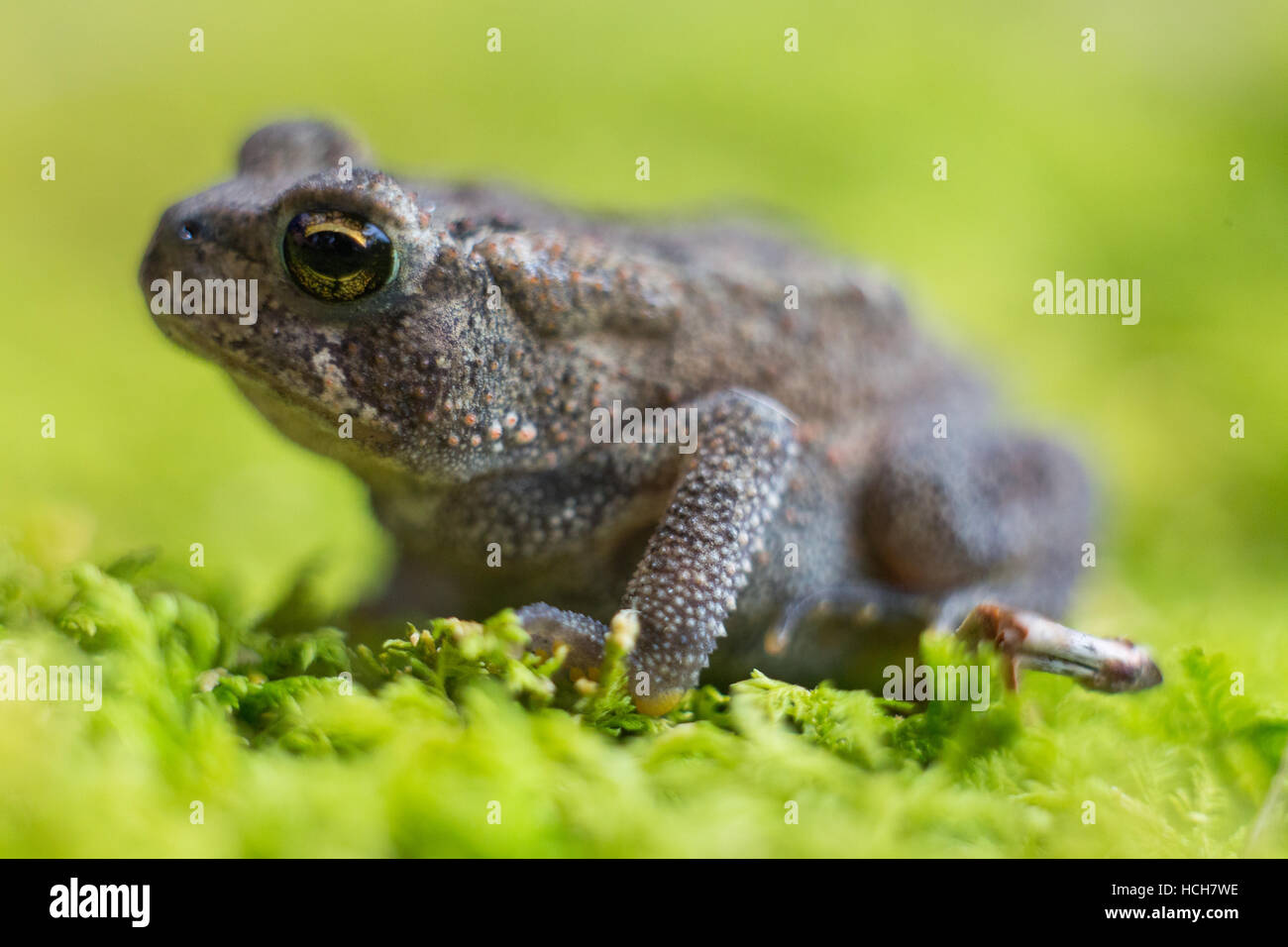 Baby Toad, Young Common Small Frog Sitting on Green Leaf Stock Image -  Image of animal, closeup: 187774691