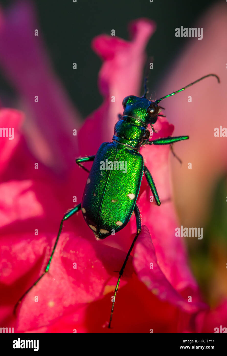 Six spotted tiger beetle with metallic green body on pink flower petals Stock Photo