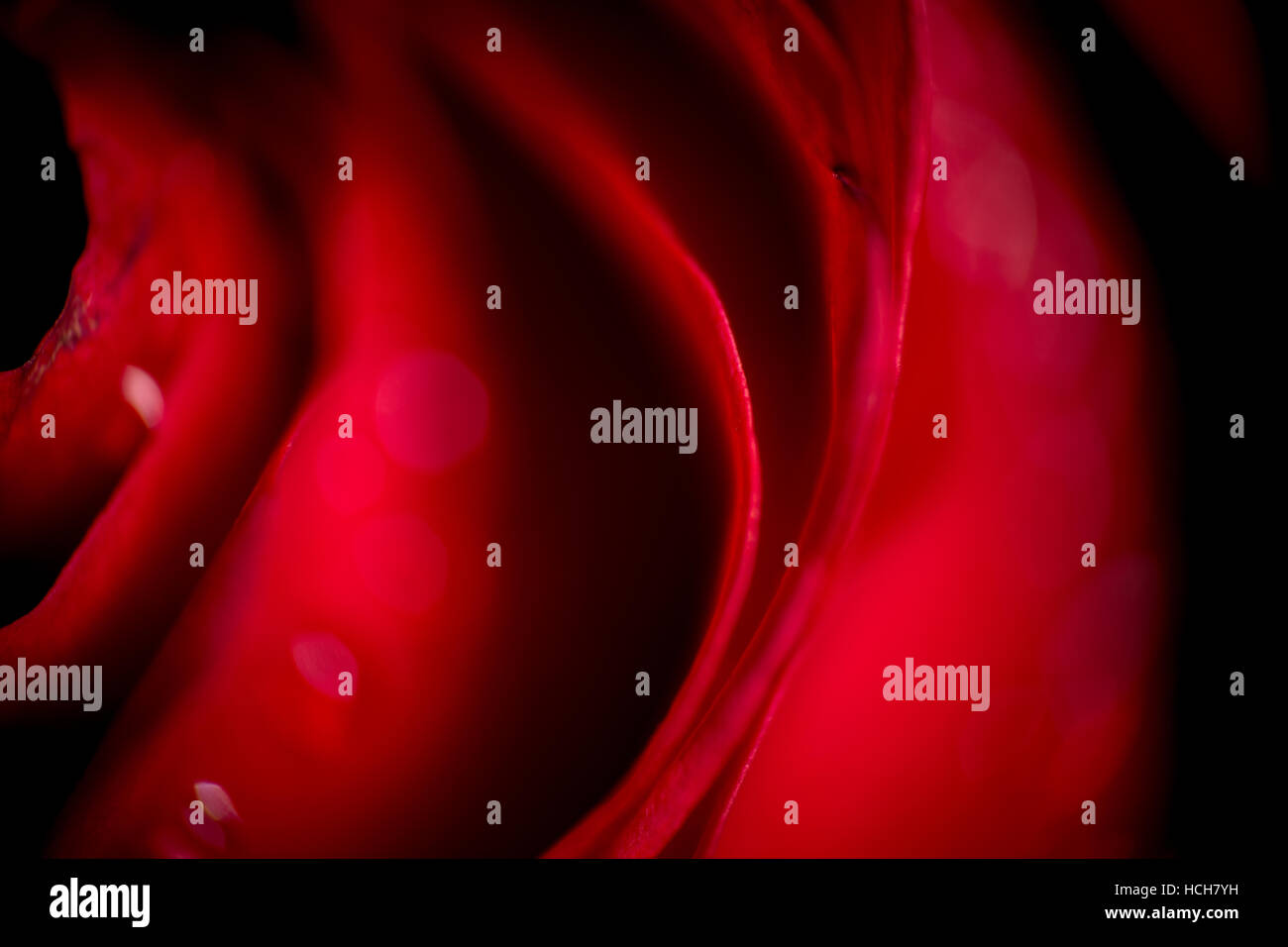 Close up of rose petals showing curves, light, and shadow Stock Photo