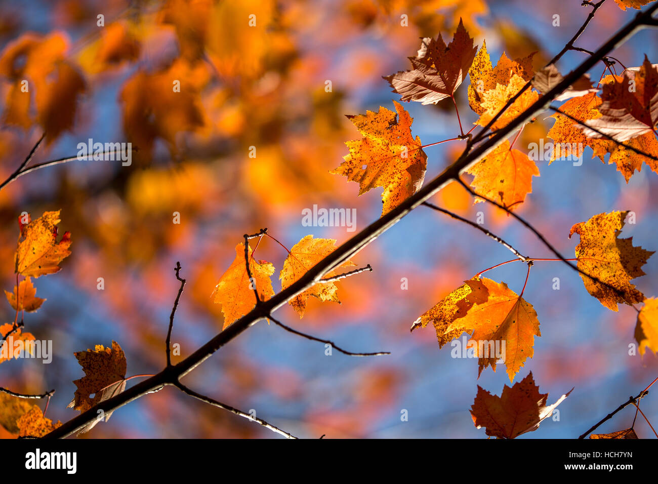 Looking up into a tree or orange leaves in front of a blue sky, one ...