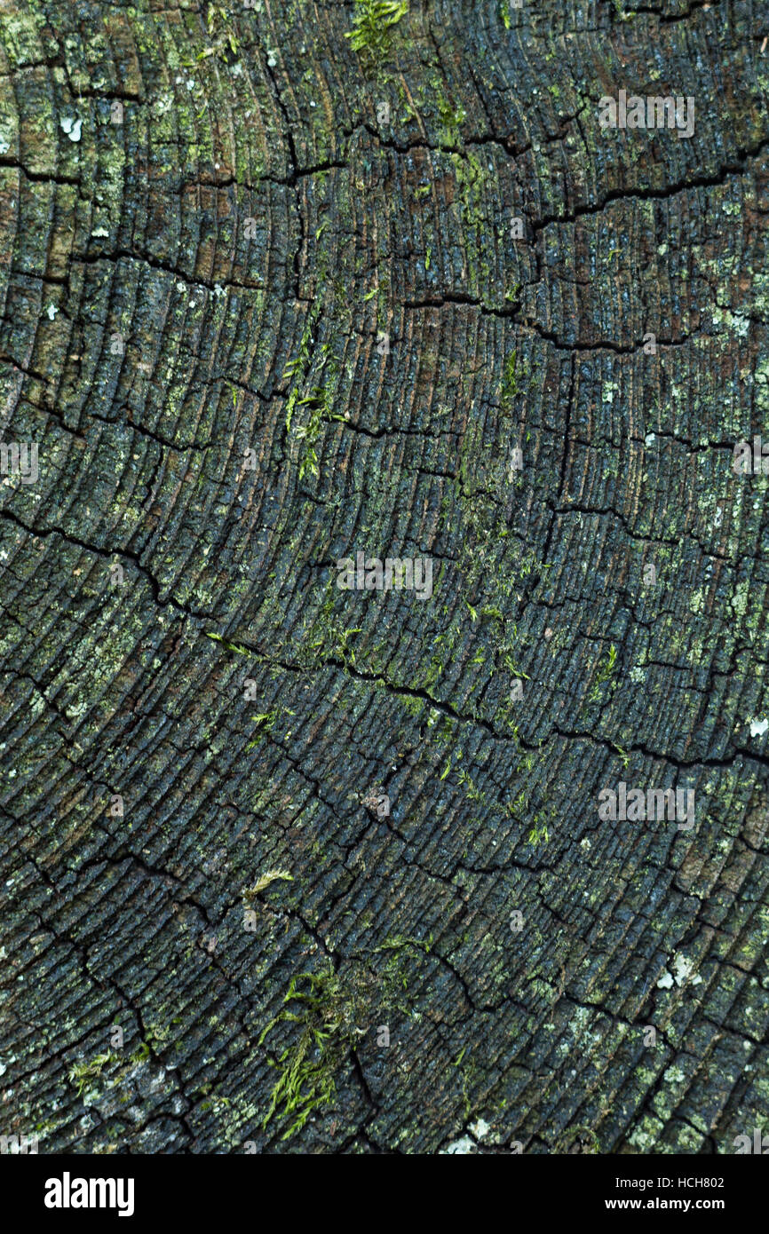 Tree end grain hires stock photography and images Alamy