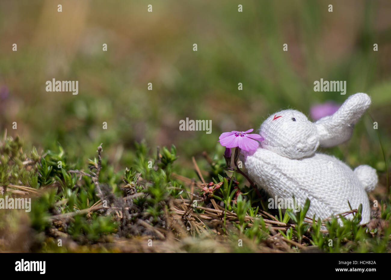 Toy stuffed rabbit posed to sniff a purple flower Stock Photo