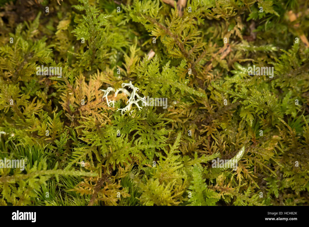 Moss ground hi-res stock photography and images - Alamy