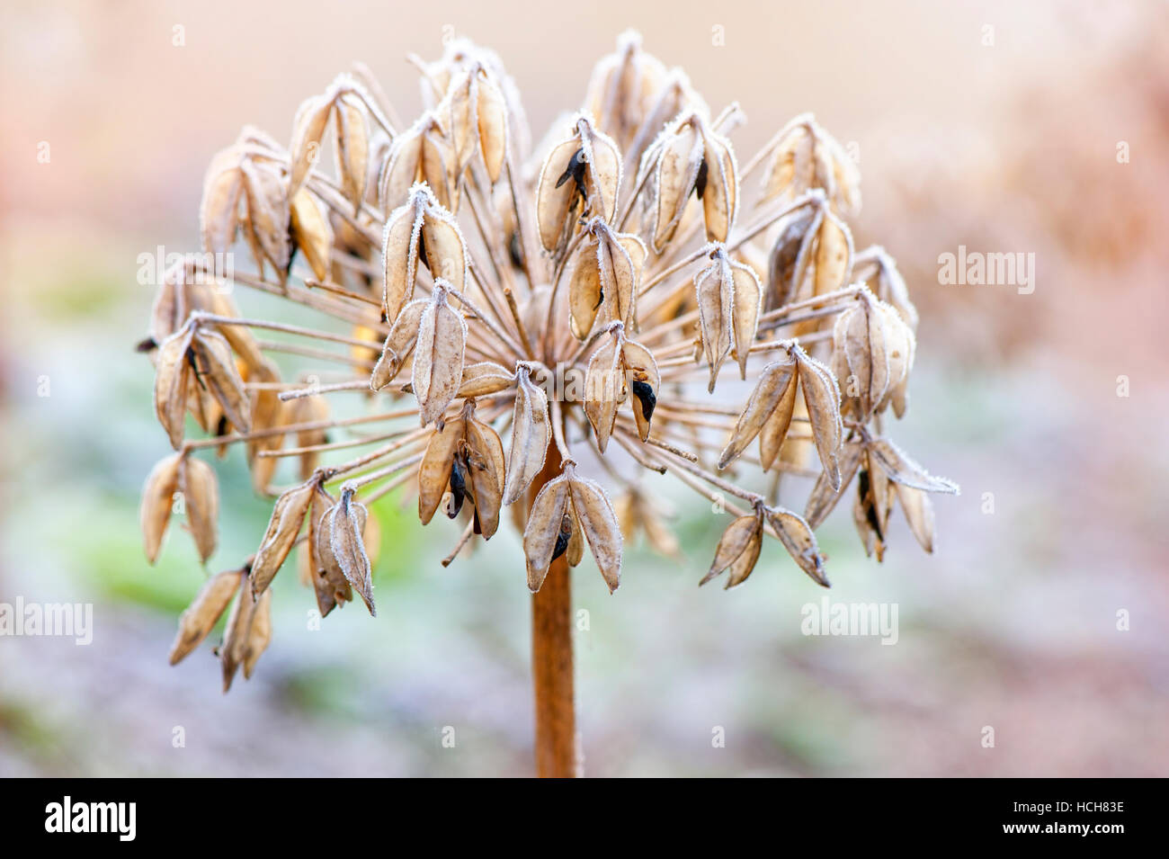 Light Frost on Agapanthus Seed Head Stock Photo