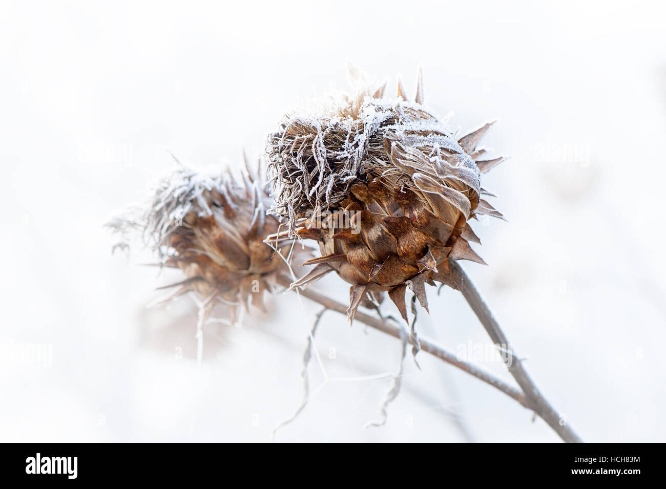 A delicate frost on a Cardoon thistle seed head Stock Photo
