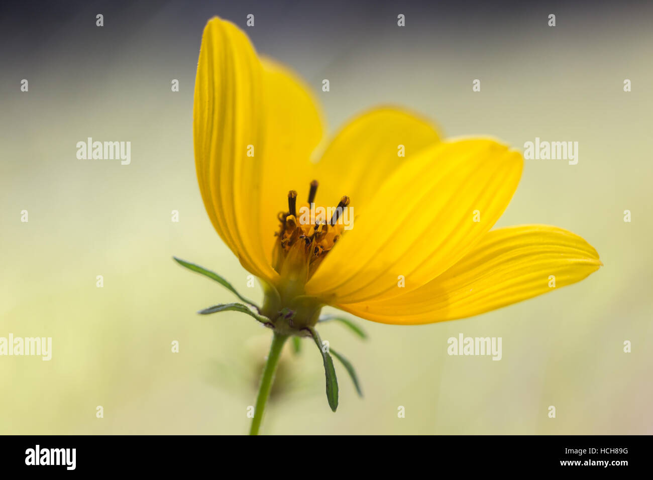 Small yellow flower with textured petals with a gap showing the center of the flower Stock Photo