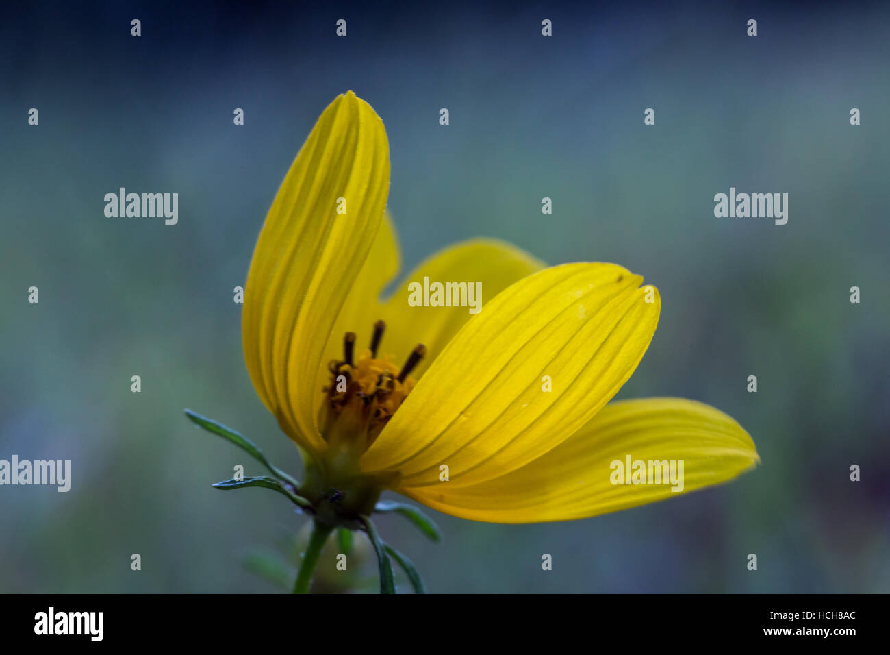 Small yellow flower with textured petals with a gap showing the center of the flower with a blue and green background Stock Photo