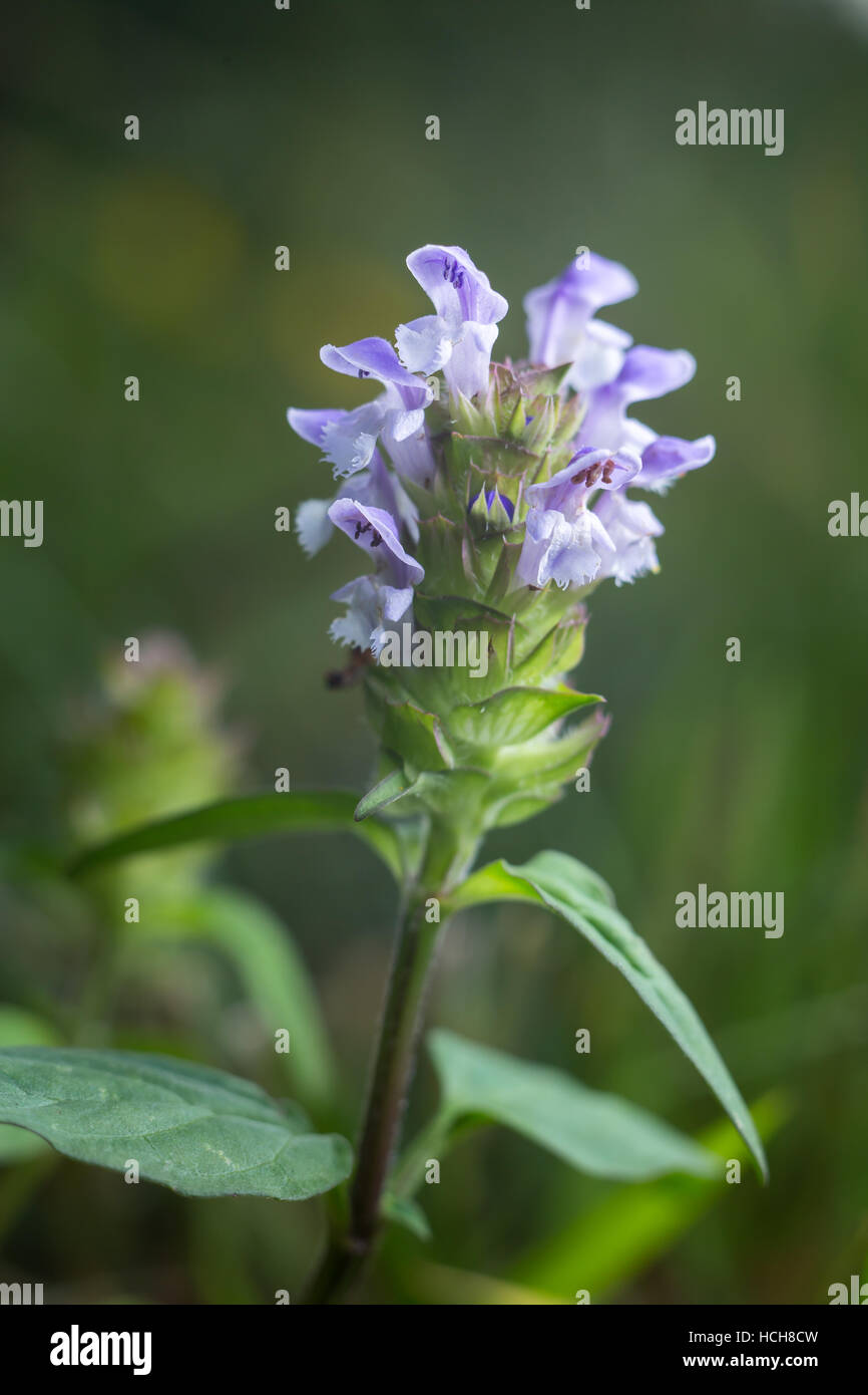 Dark Green Leaves And Purple Flowers High Resolution Stock Photography And Images Alamy