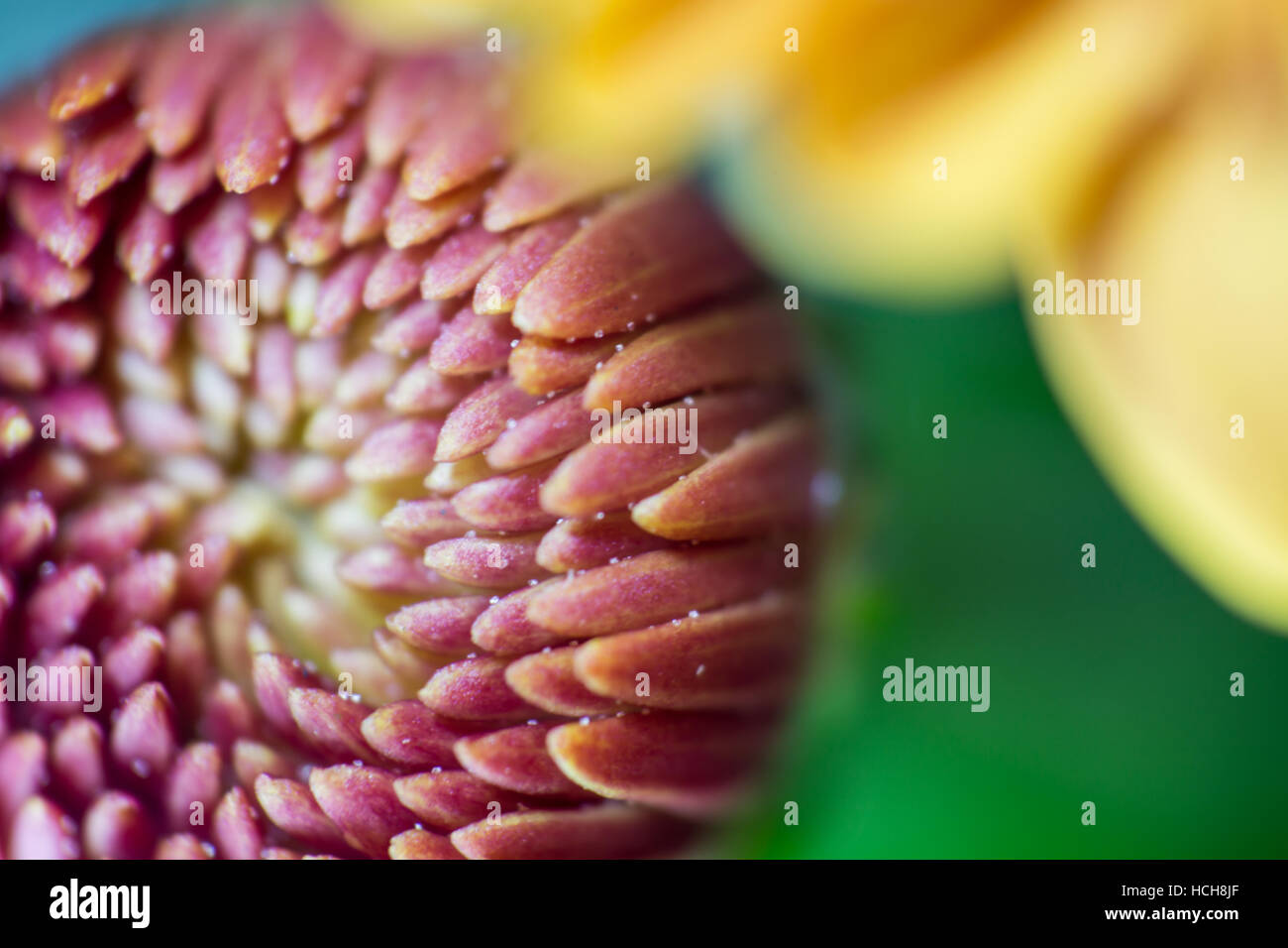 White chrysanthemum bud hi-res stock photography and images - Alamy