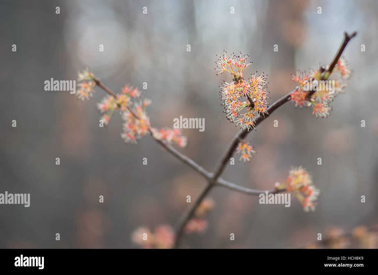 Black forest flowers hi-res stock photography and images - Alamy