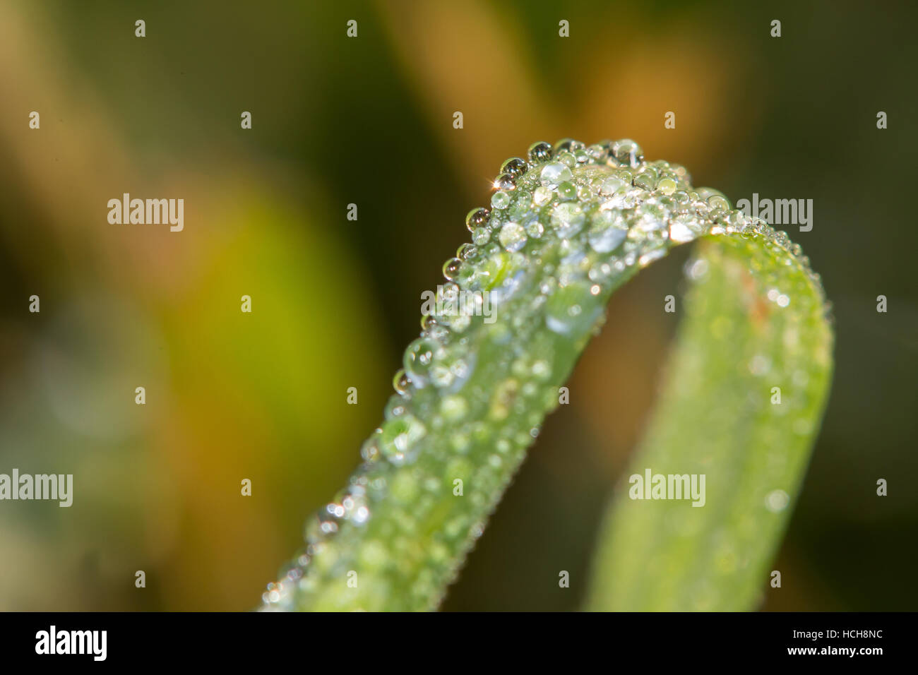 Blade of grass bent over with a lot of beads of dew on it Stock Photo