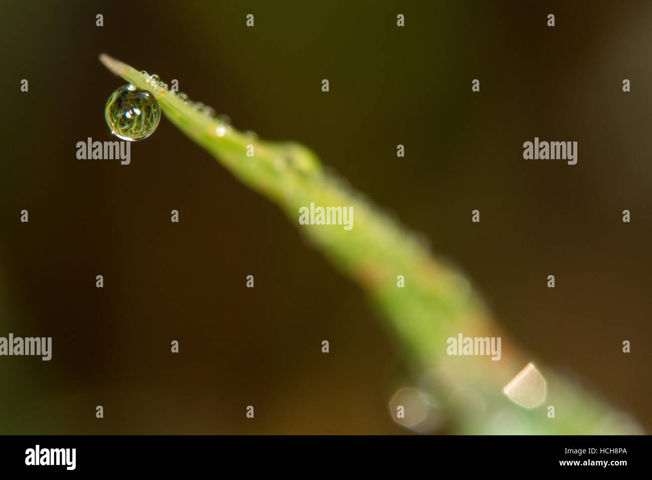 Refraction of the grassy ground in around drop of water suspended from a single blade of grass Stock Photo