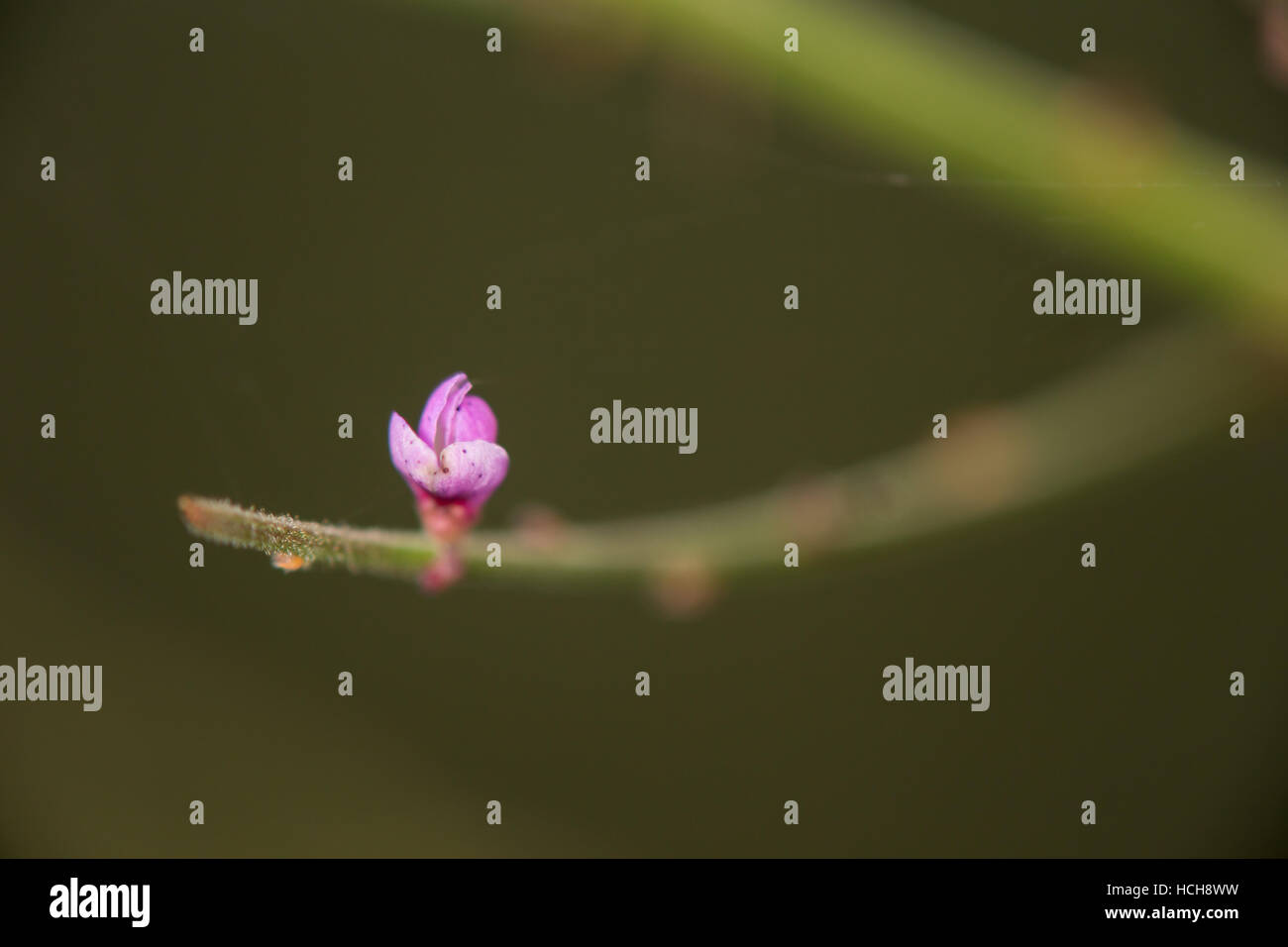 Green stem and purple flower hi-res stock photography and images - Alamy
