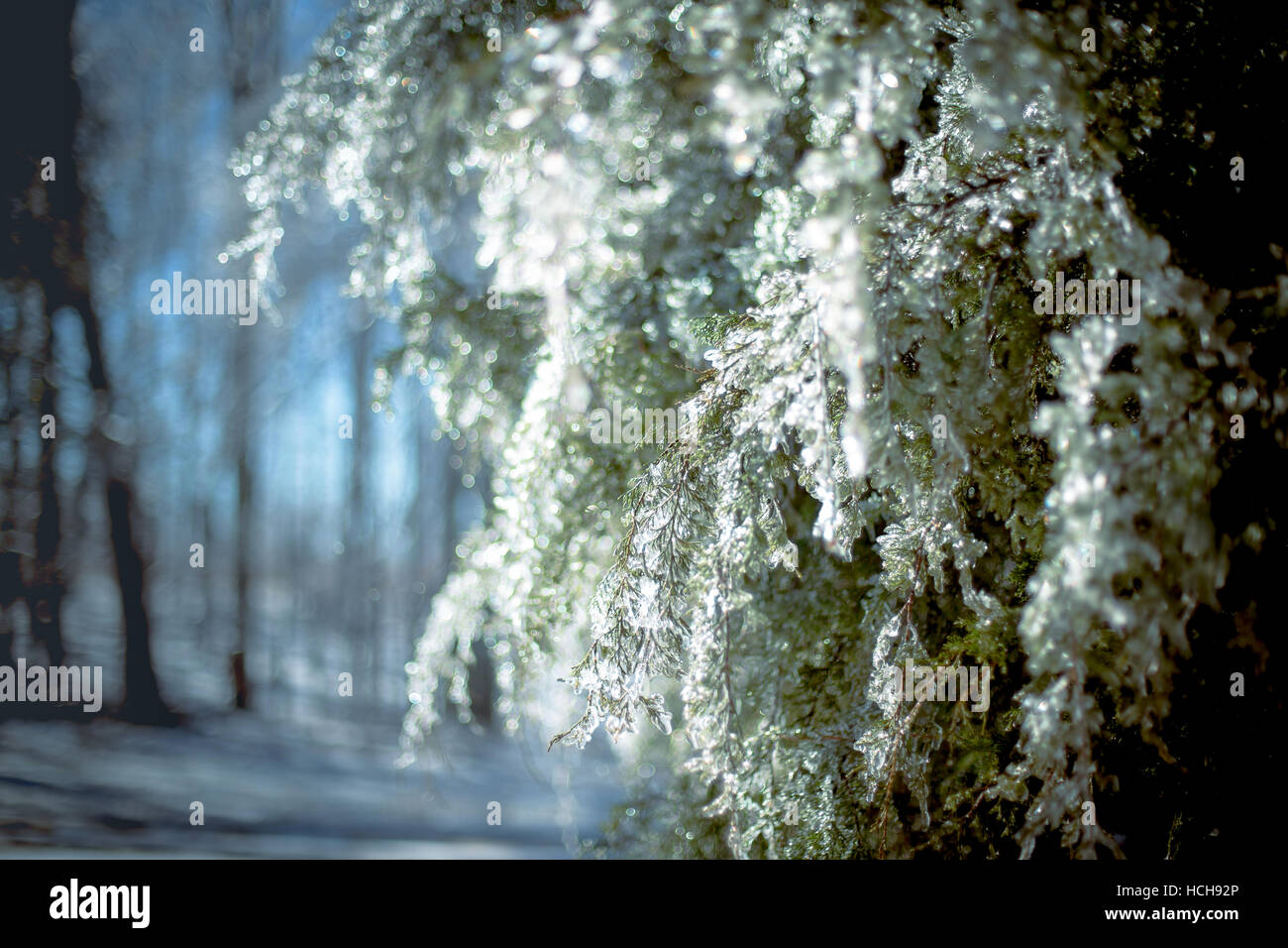 Tree branches bent under weight of ice with blue sky and glowing icy ...