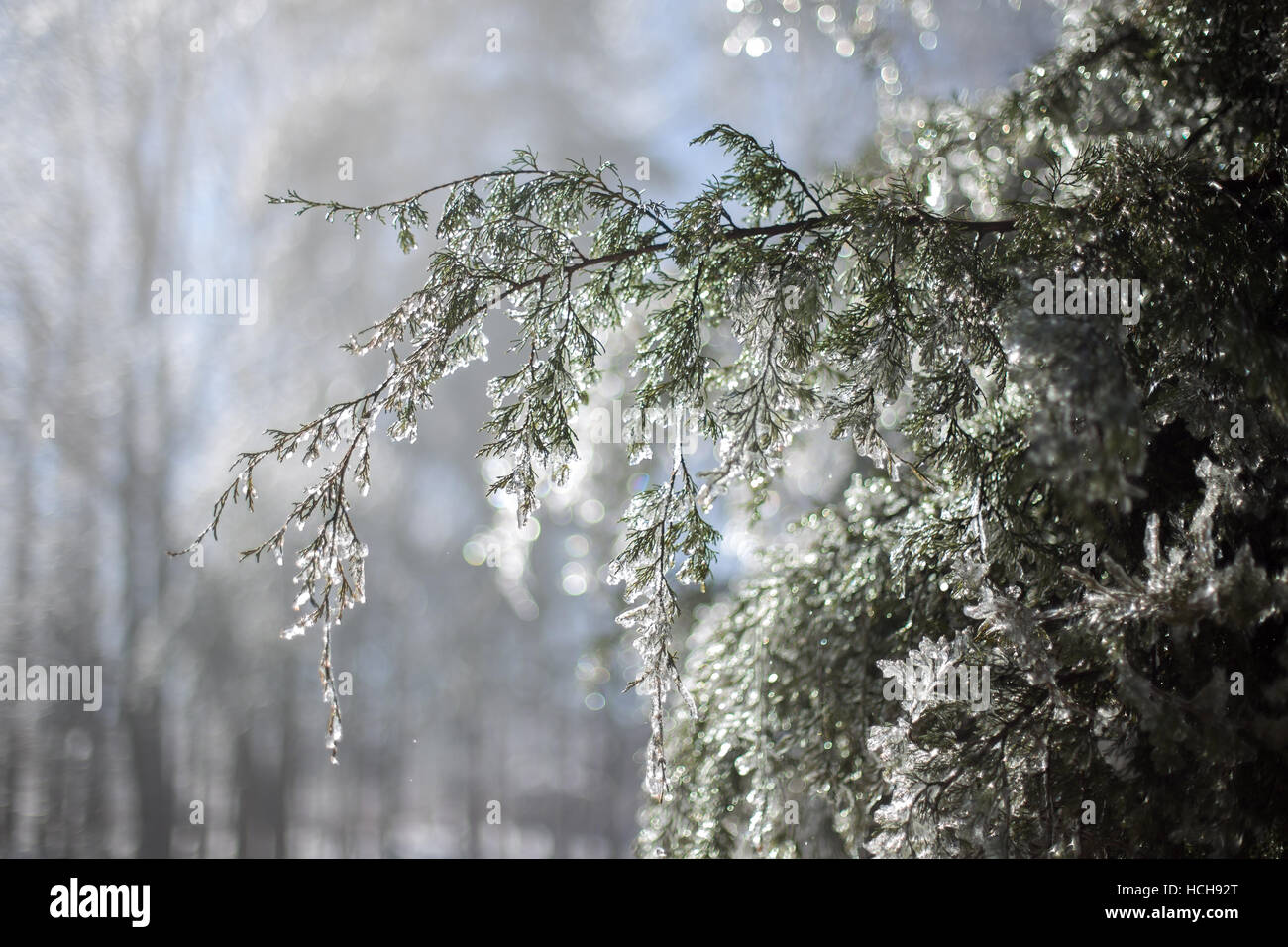 Tree branches bent under weight of ice with blue sky and glowing icy ...