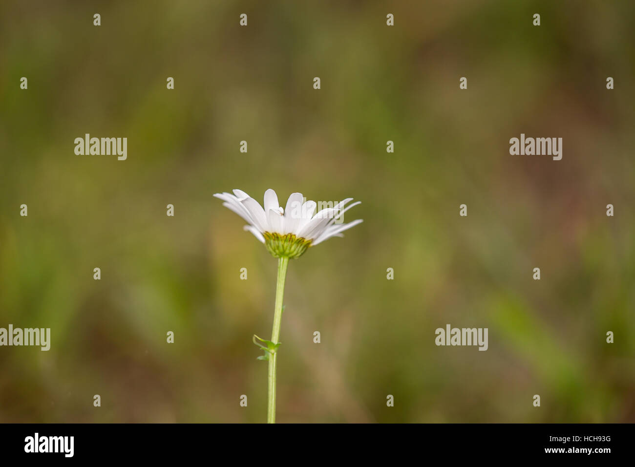 Single white flower from behind in the grass Stock Photo