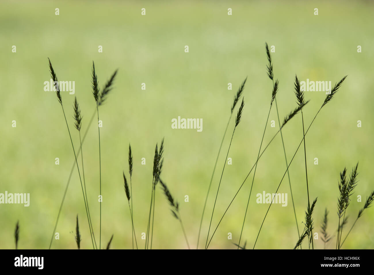 Silhouette of tall seeding grass with de-focused field in the background Stock Photo