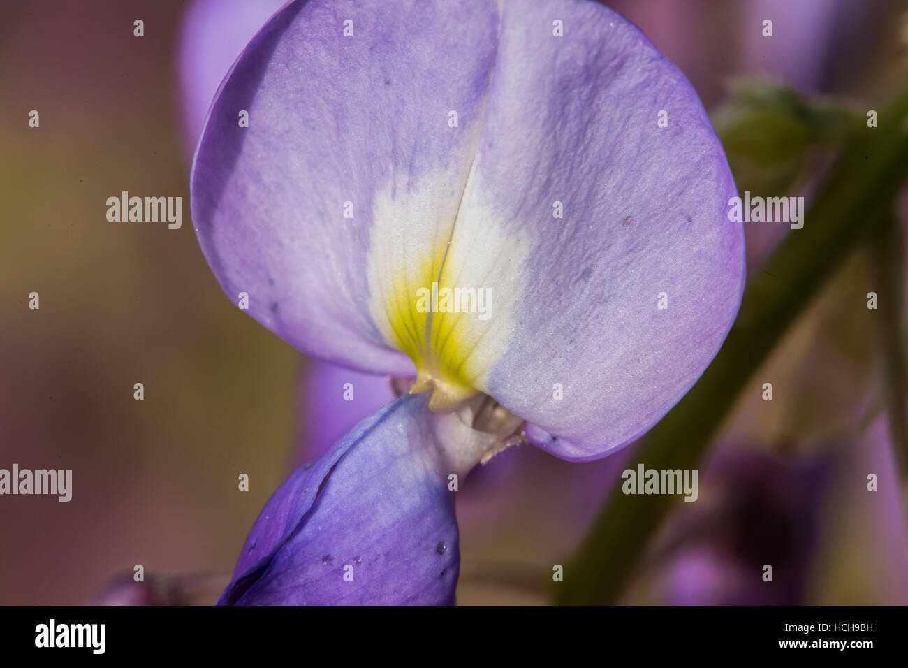 High magnification macro of a single Wisteria flower with purple, yellow, and white petal Stock Photo