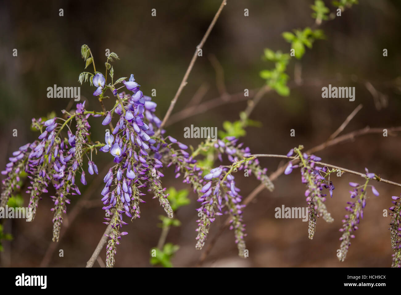 Wisteria vine with partially opened flower clusters Stock Photo