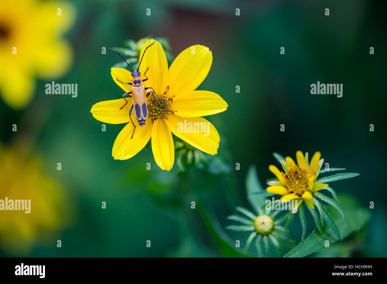 Orange and black Pennsylvania Leatherwing Beetle on the yellow petals of a Biden flower with more flowers de-focused in the background Stock Photo