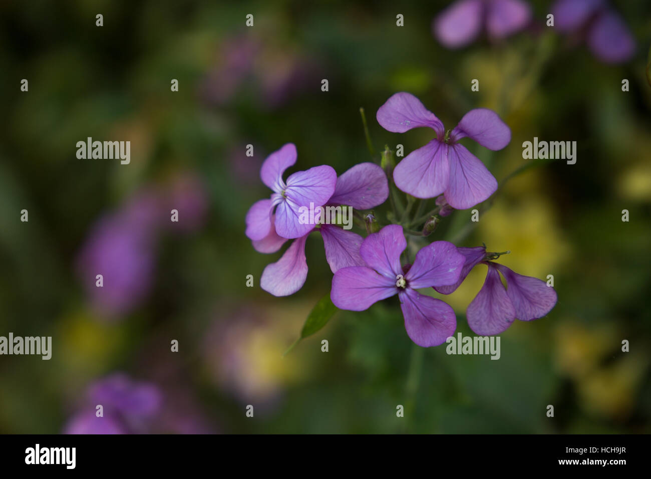 Cluster Of Small Flowers Stock Photos & Cluster Of Small Flowers Stock