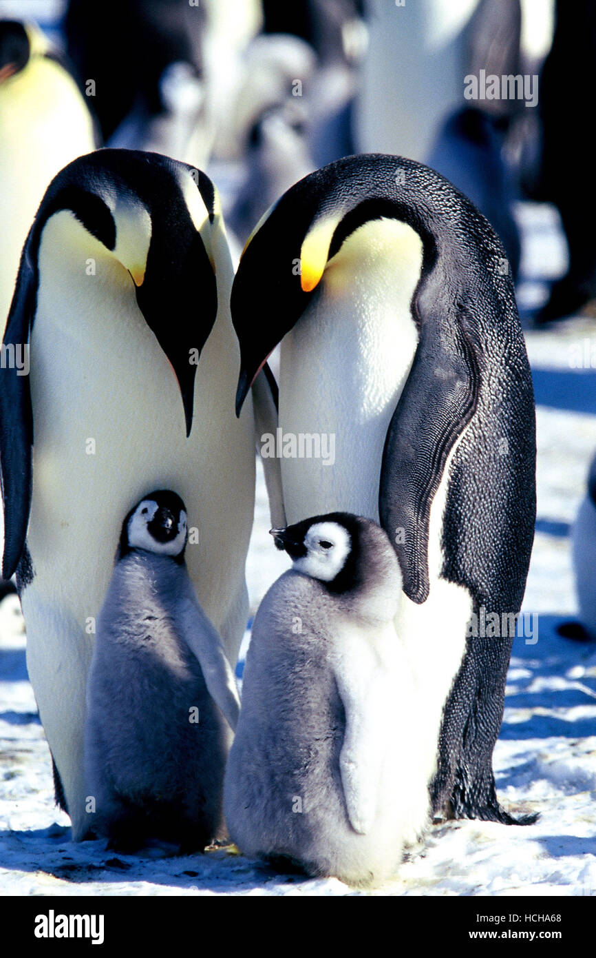 MARCH OF THE PENGUINS, 2005, © Warner Bros./ Courtesy: Everett