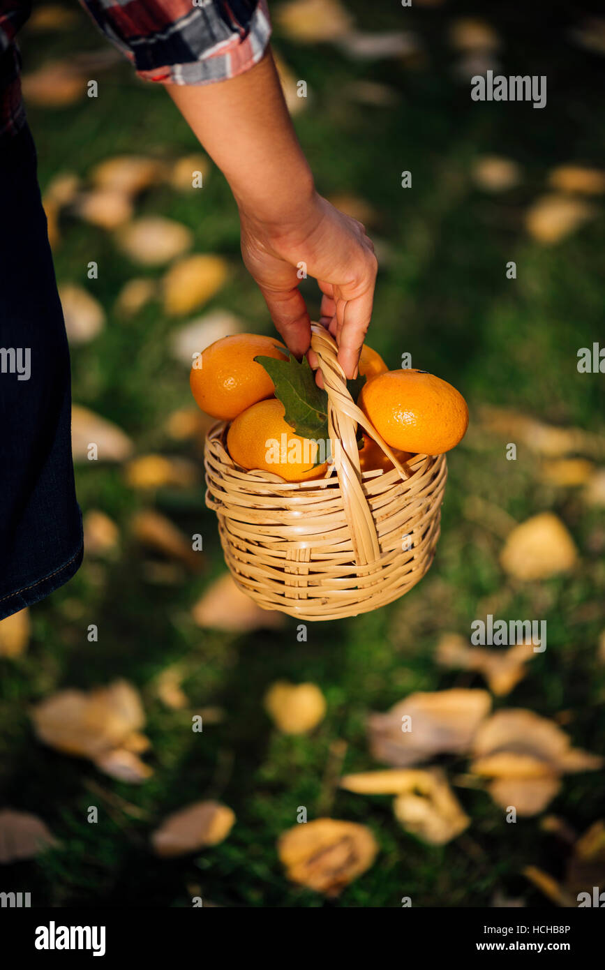 A hand is holding a basket full of oranges Stock Photo Alamy