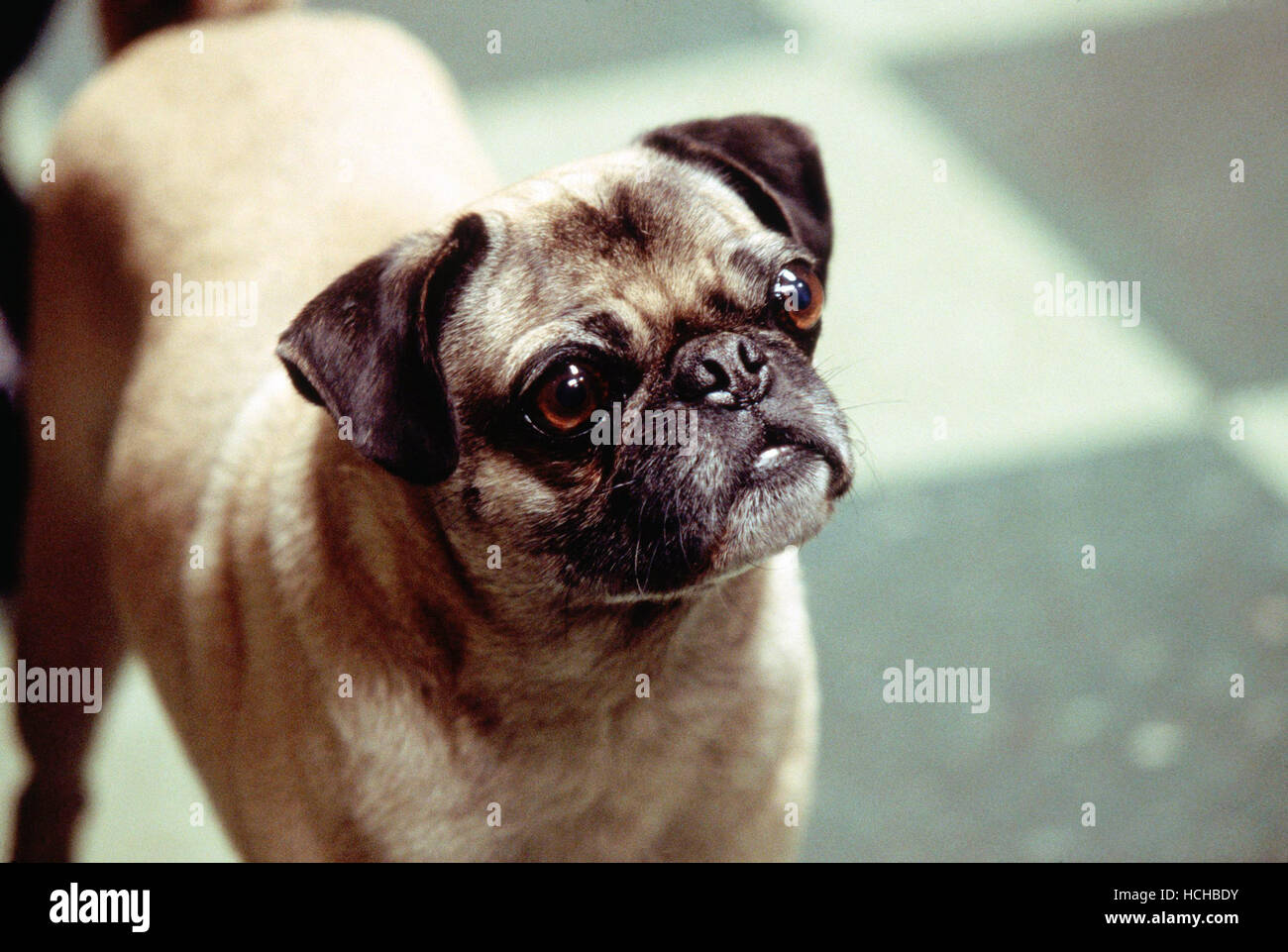 Frank the pug, men in black hi-res stock photography and images - Alamy