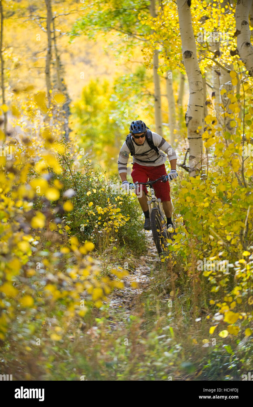 Eric Porter mountain biking on a trail with aspen trees in the fall near Mount Timpanogos in Provo Canyon Utah Stock Photo Alamy