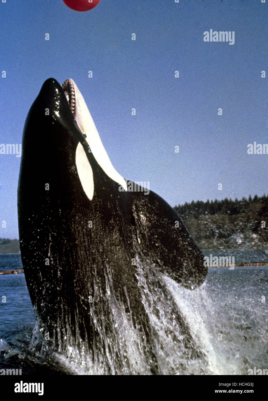 NAMU, THE KILLER WHALE, Namu, 1966 Stock Photo - Alamy