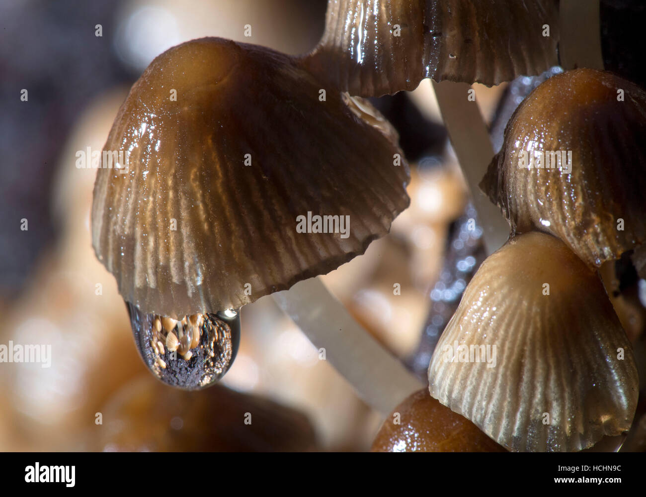 Elkton, Oregon, USA. 8th Dec, 2016. A raindrop hangs from a small