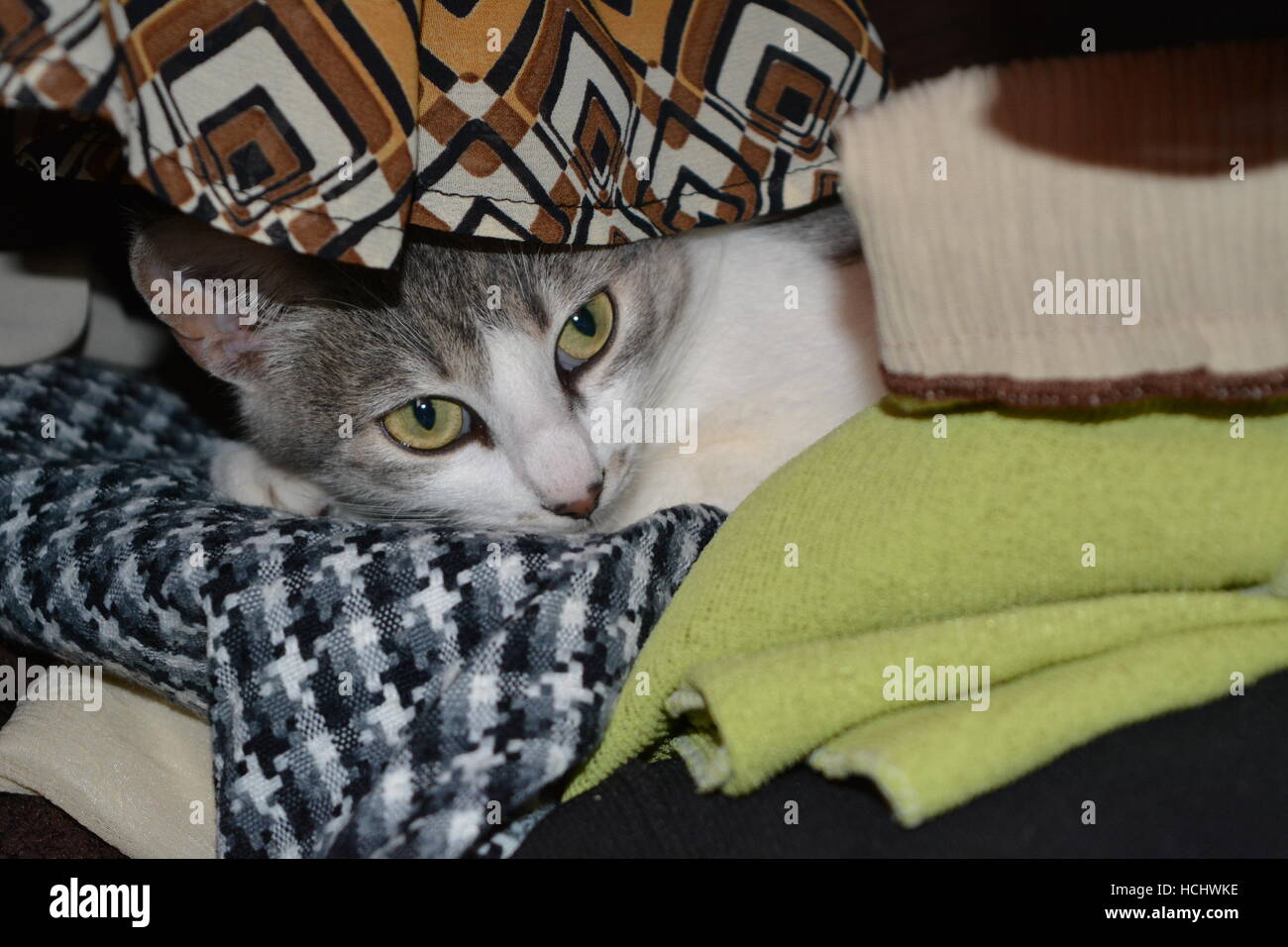 sleeping cat in the closet afternoon Stock Photo Alamy
