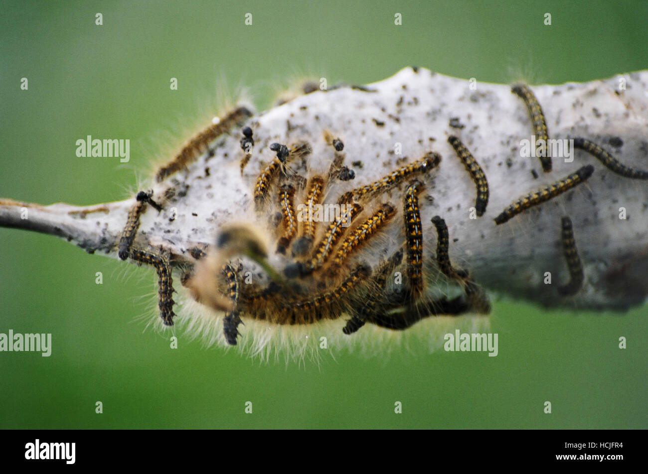 A group of tent caterpillars (Malacosoma sp) and their constructed silk