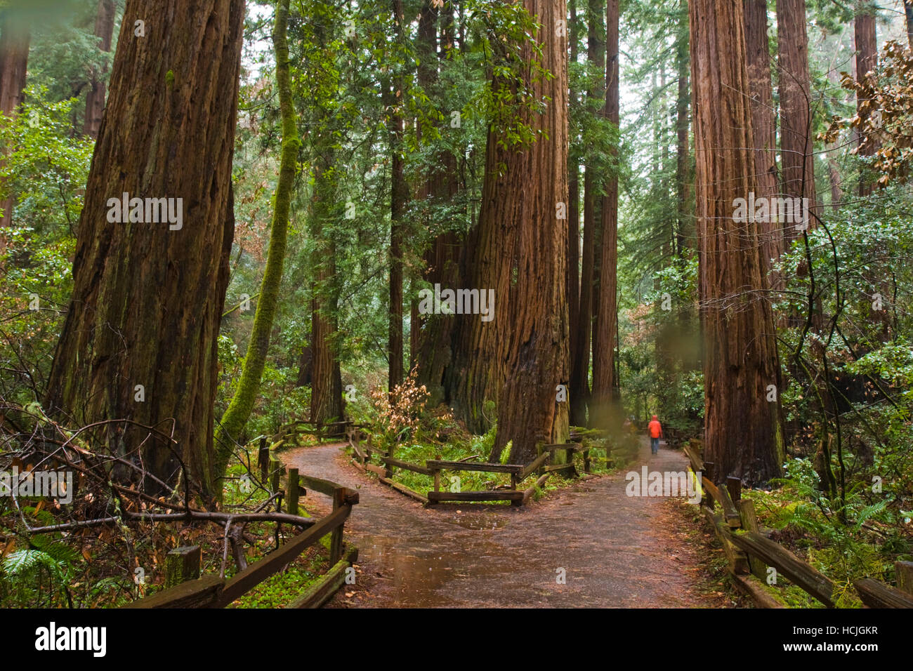 Hiker Zach Podell-Eberhardt strolls through the Cathedral Grove redwoods on a rainy day in Muir Woods National Monument, California. Stock Photo